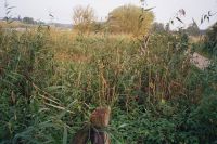 02Eider.Nübbel01